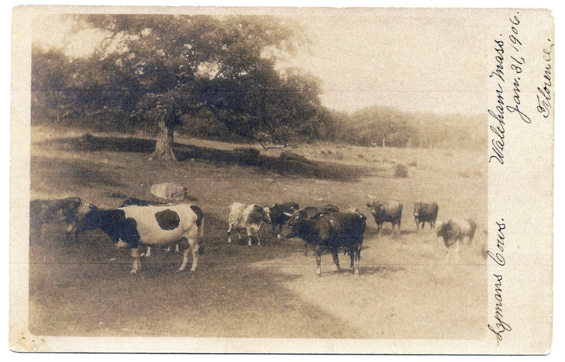 Lyman pasture in 1906, current site of the Bentley campus